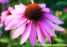 Echinacea purpurea Extract Cichoric acid ()