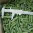 IQF green bean cut frozen green bean cut