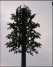 Camouflaged Pine Tree ()