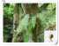 PolypodiuM Extract ()