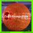 Zorb Ball, Zorb Ball for Sale, Human Hamster Ball
