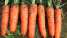 China Fresh Carrots (Китай и сохранение морковь)