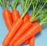 New Fresh Red Carrots ()